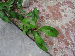 Persicaria