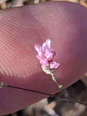 Lessingia micradenia micradenia