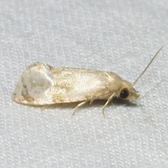 Gynnidomorpha romonana