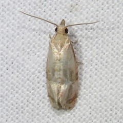 Gynnidomorpha romonana