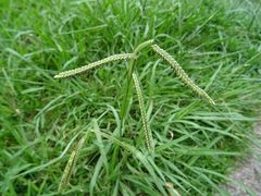 Paspalum dilatatum