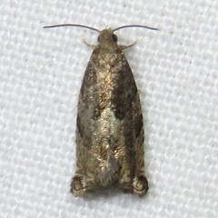 Epinotia solicitana