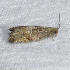 Epinotia solicitana