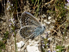 Polyommatus escheri