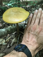 Hymenopellis sinapicolor