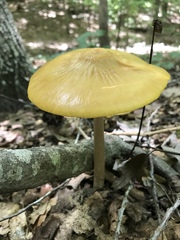 Hymenopellis sinapicolor