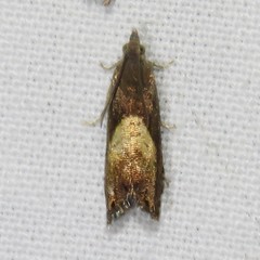 Dichrorampha bittana