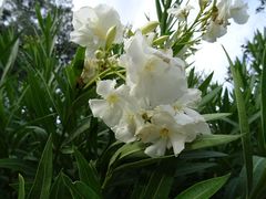 Nerium oleander