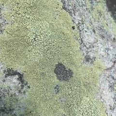 Acarospora fuscata