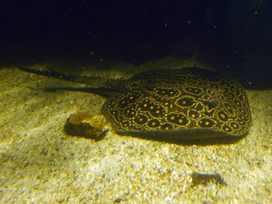 Pearl Freshwater Stingray