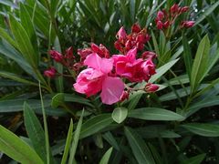 Nerium oleander