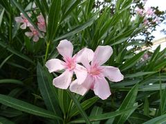 Nerium oleander