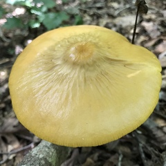 Hymenopellis sinapicolor