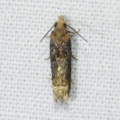 Eucosma ochroterminana