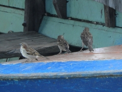 Passer domesticus