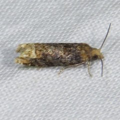 Eucosma ochroterminana