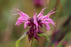Monarda media