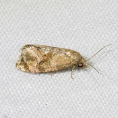 Gynnidomorpha romonana