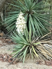 Yucca schottii