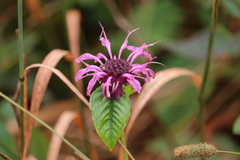 Monarda media