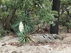Yucca schottii