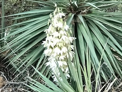 Yucca schottii