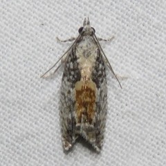 Epinotia nisella