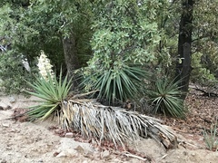 Yucca schottii