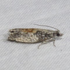 Epinotia nisella