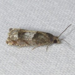 Epinotia trigonella