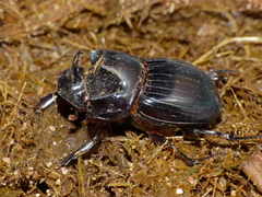 Copris denticulatus