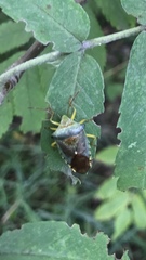 Acanthosoma denticaudum