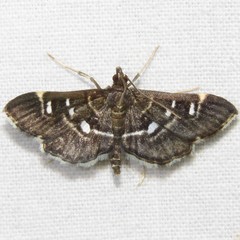 Diathrausta