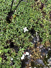 Arcytophyllum muticum