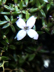 Arcytophyllum muticum