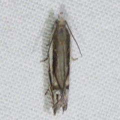 Eucosma striatana