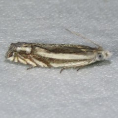 Eucosma striatana