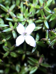 Arcytophyllum muticum
