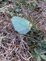 Gonepteryx cleopatra