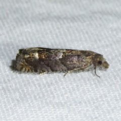 Epinotia trigonella