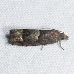 Epinotia trigonella