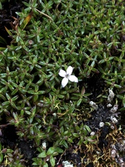 Arcytophyllum muticum