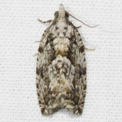 Epinotia nisella