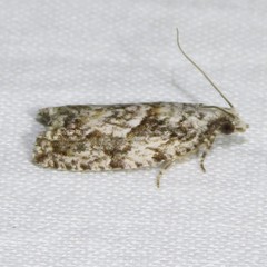 Epinotia nisella