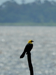 Gymnomystax mexicanus