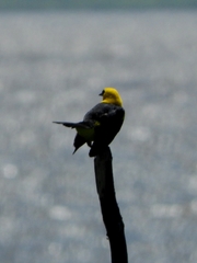 Gymnomystax mexicanus