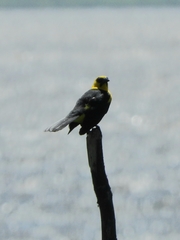 Gymnomystax mexicanus