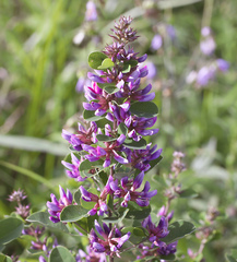 Lespedeza cyrtobotrya