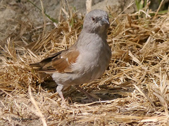 Passer swainsonii