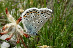 Polyommatus escheri
